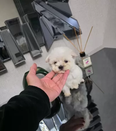 Kore Maltese Terrier Minnaklarım