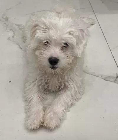 Maltese Dişi Bebeğimiz