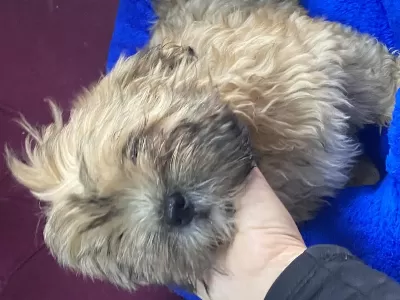 Bal Rengi Shih Tzu Erkek Yavrumuz