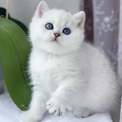 En Saf Beyaz British Shorthair Ns1133
