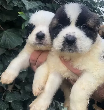 Dev Gibi Muhteşem Bethowen St Bernard Yavrularımız