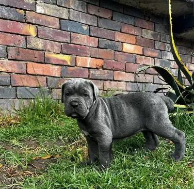 Profesyonel Üretim Çiftliğinden Cane Corso Kapıda Ödeme