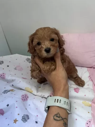 Anne Maltipoo Baba Toy Poodle Köpeğimiz