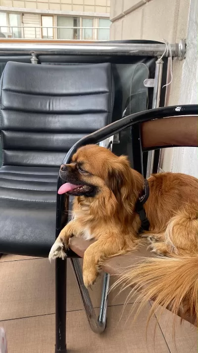 Tibetan Spaniel Köpeğimiz
