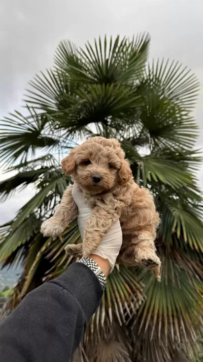 Harika Maltipoo Dişi