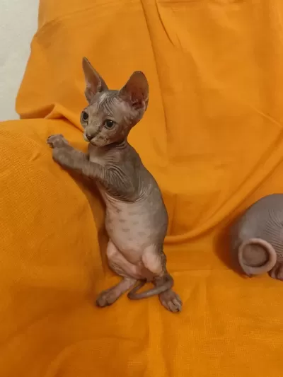 Sphynxhome Disi Bebekler