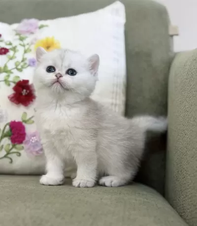 Nadir Renk Silver Ns11 British Shorthair