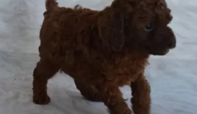 Irk Garantili Sağlıklı Safkan Toy Poodle Yavruları