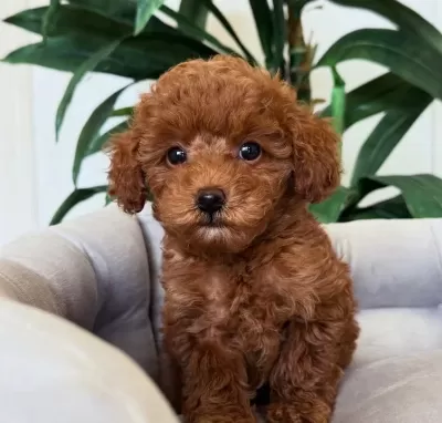 Safkan Toy Poodle Bebekleri̇m