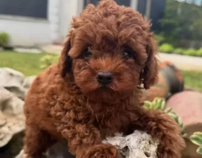 Aşı Takvimi Başlamış Koyu Kızıl Toy Poodle Yavrusu