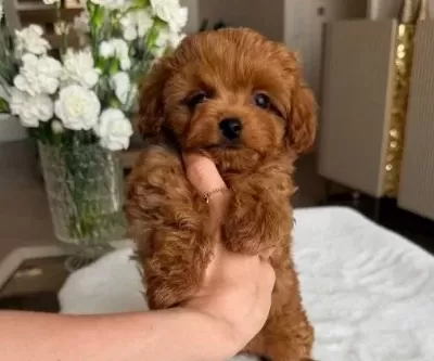 Toy Poodle Sevi̇mli̇ Yavrular