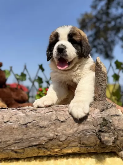 Dev Gibi St Bernard Yavrular
