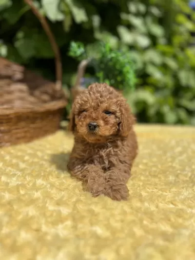 Tüy Dökmez Koku Yapmaz Toy Poodle Yavrular