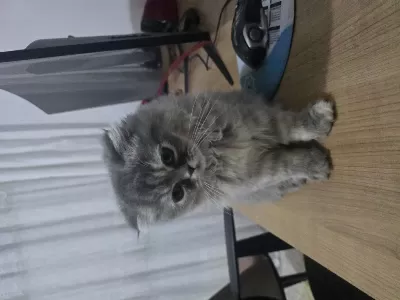 İrkı Harika Bir Kedidir