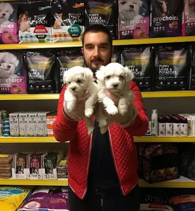 Tea Cup Kar Beyaz Maltese Terri Er Yavrularimiz