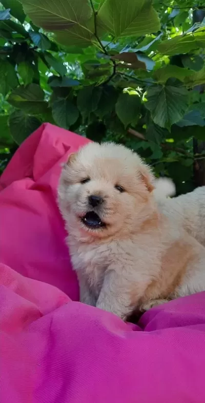Chow Chow Bebekler