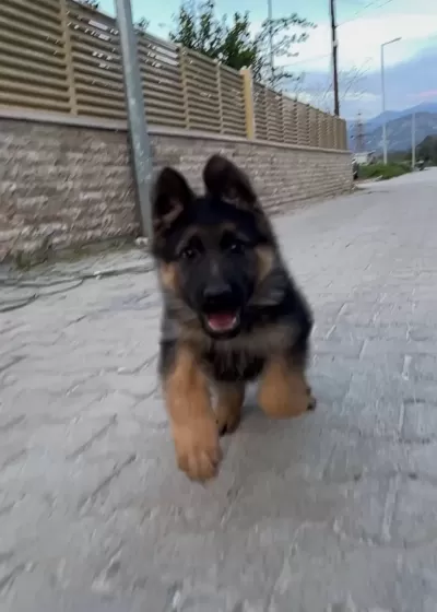 Alman Kurdu Yavrulari