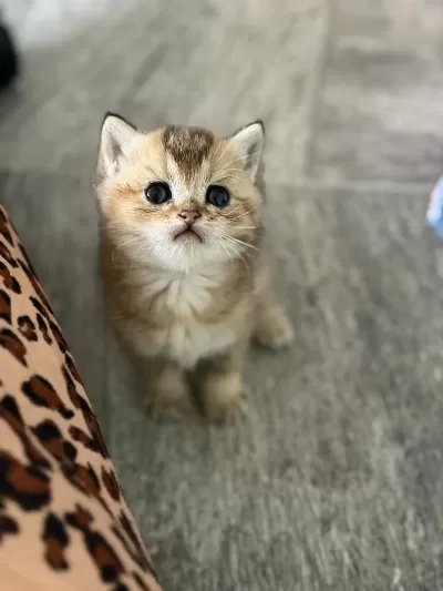 Mükemmel Golden British Shorthair Kedimiz