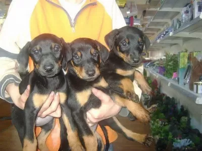 King Doberman Bebekler
