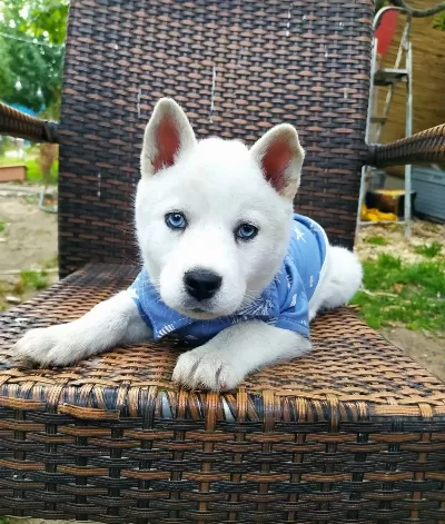 Maviş Husky Yavrularımız Sibirya Kurdu