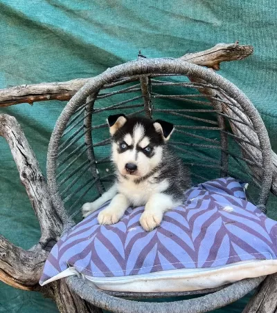 Maskeli Husky Yavrularımız