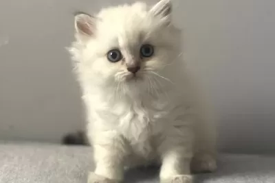 British Longhair Silver Point