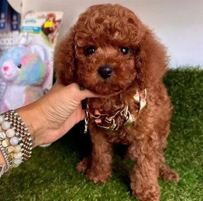 Harika Kore Toy Poodle