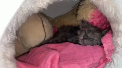 Kediye Acil Yuva Sokağa Atılmış
