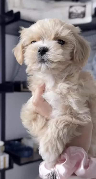 Maltipoo Safkan Köpekler