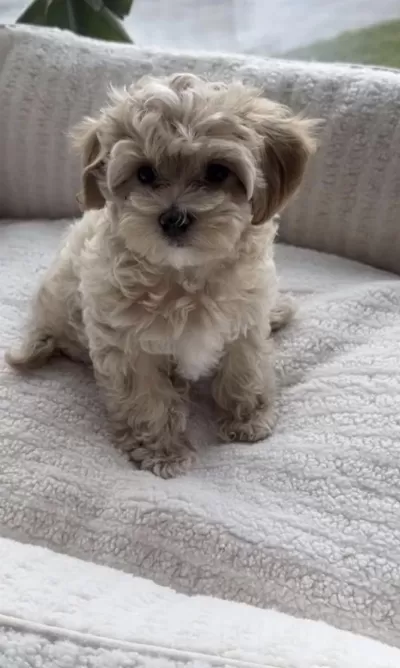 Maltipoo Safkan Köpeğimiz