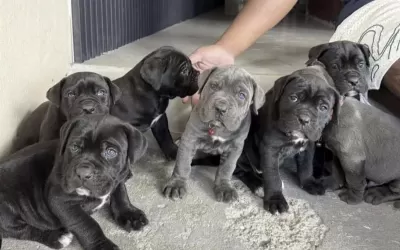 Sağlıklı Cane Corso Köpekler