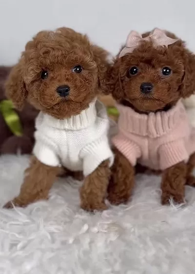 Sağlıklı Toy Poodle Safkan