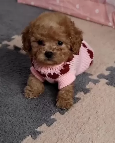 Toy Poddle Safkan Köpekler