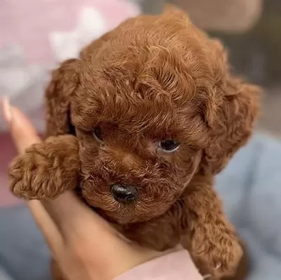 Harika Toy Poodle Safkan