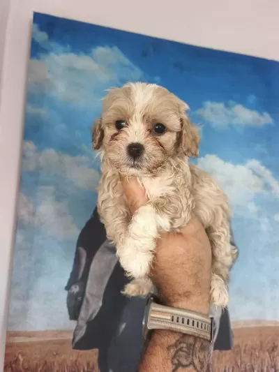 Birbirinden Sevimli Maltipoo Yavrular