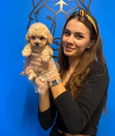 Çok Şi̇ri̇n Özel Toy Poodle Yavrularimiz