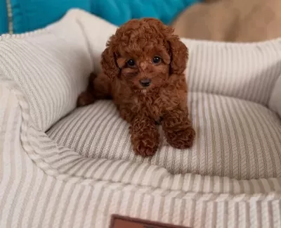 Red Brown Toy Poodle Bebekler