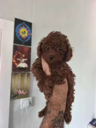 Birbirinden Sevimli Köpekler
