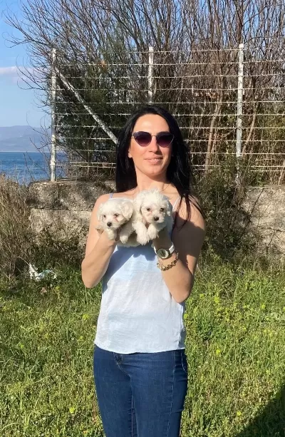 Maltese Yavrularım Sağlık Ve Irk Garantilidir
