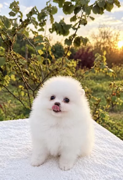 Kusursuz Karbeyaz Dişi Pomeranian Boo