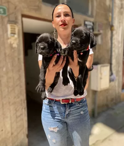 Cane Corso Yavrularım Sağlık Ve Irk Garantilidir