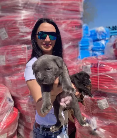 Cane Corso Blue Ve Siyah Yavrularım Sağlık Ve Irk Garantilid