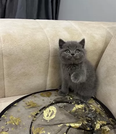 A Kalite Safkan British Shorthair Dişi Erkek