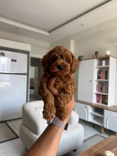 Aşili Çiş Eğitimli Toy Poodle