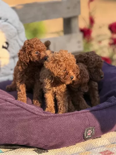 Aşili Çiş Eğitimli Toy Poodle