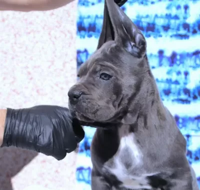 Fci-kif Secereli Safkan Cane Corso Yavru Köpekler