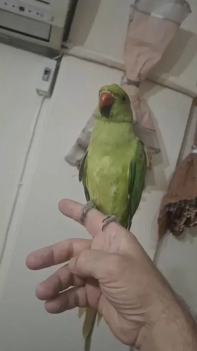 Evcil Pakistan Yavrumuz Paşa