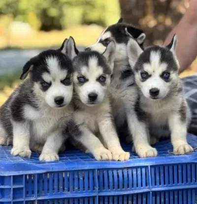 Mavi Göz Husky Yavrular