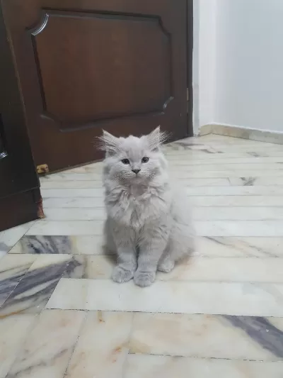 3 Aylık Erkek British Longhair Sevimli Yavru