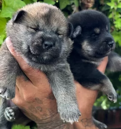 Efsane Shiba Inu Mükemmel Yavrularımız